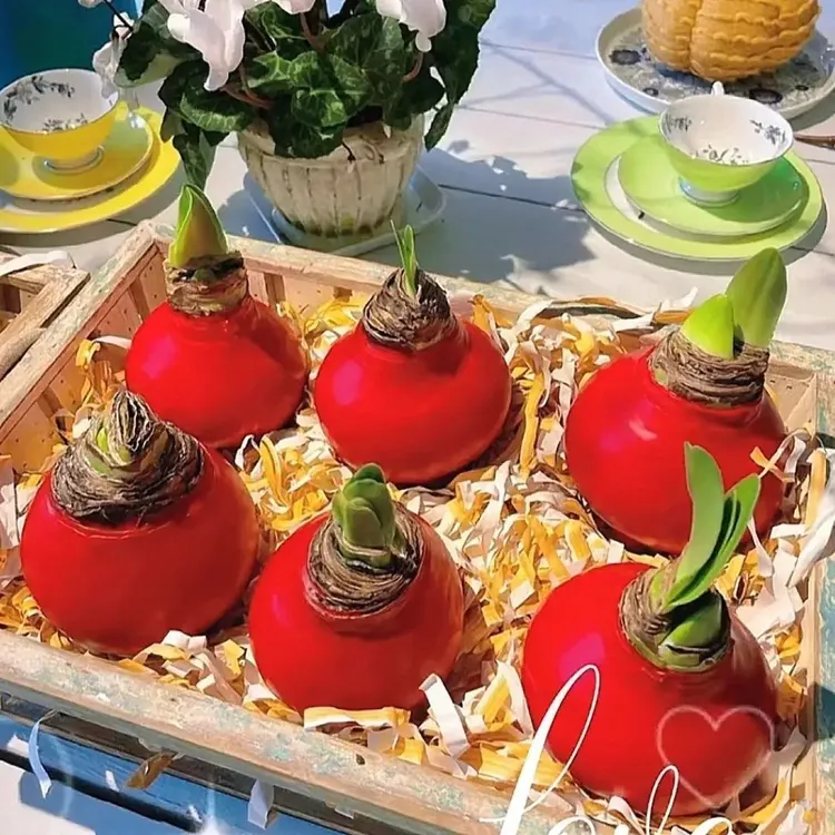 特大球蜡封朱顶红转运球礼品盒节日正品年宵花卉绿植盆栽办公室