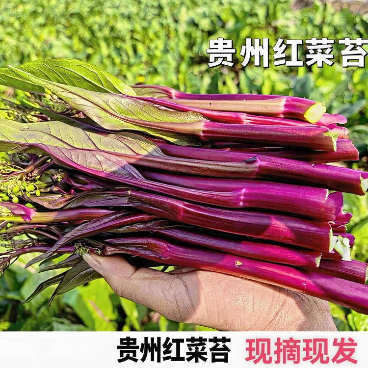 贵州安顺红菜苔紫红菜苔露天种植现摘新鲜嫩红菜苔特产