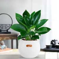 金钻绿公主盆栽室内绿植净化空气吸甲醛四季常青好养活