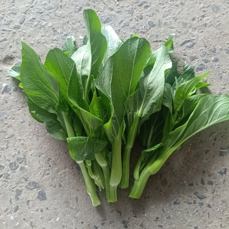 苏北农家青菜苔新鲜青菜头青菜心现新鲜露天蔬菜时令秋苔一号