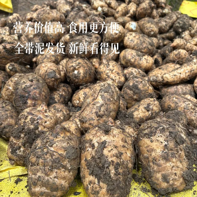 贵州毕节高海拔种植新鲜三年生天麻现挖现发煲汤滋补山货