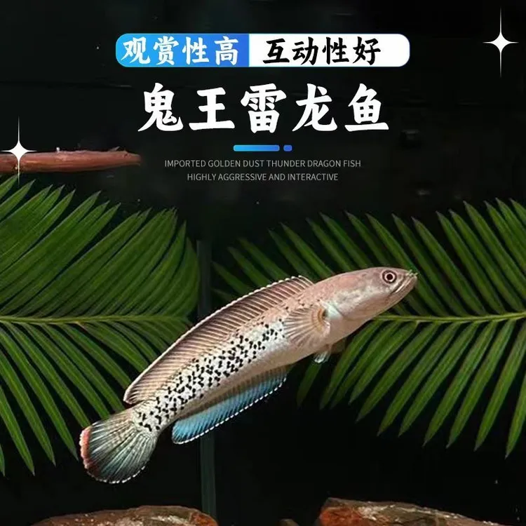 【买二送一】鬼王雷龙4-6cm----幻彩红宝石雷龙淡水鱼鬼王雷龙