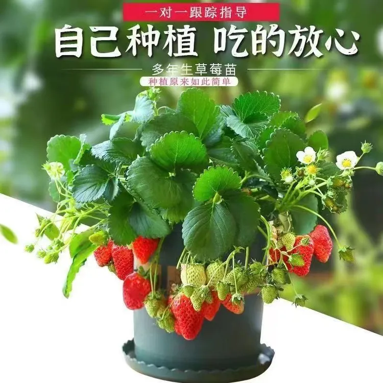 草莓苗带花带果原土原盆新手小白好养易活