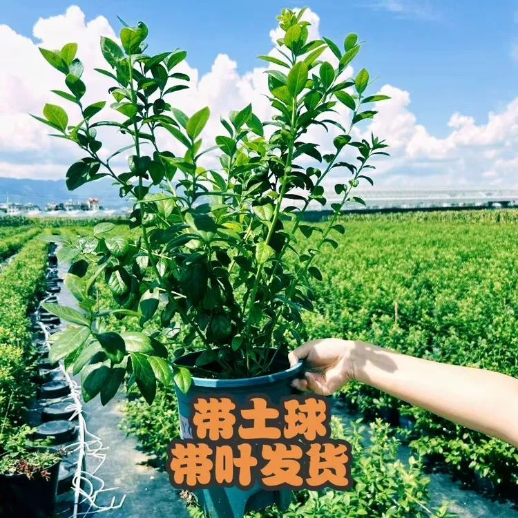 蓝莓盆栽带叶带土球南北方种植结果阳台庭院易活品种