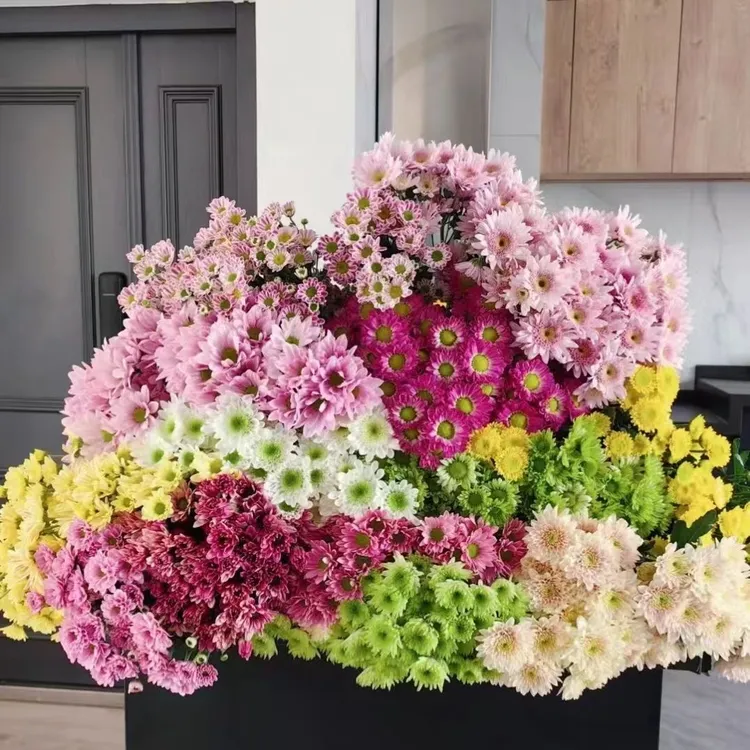 多头小雏菊鲜花网红小菊花家居办公室水养插花配花云南基地直发商品图