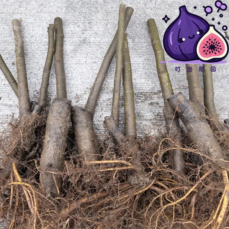 叮当直发无花果裸根苗包对版久留米青紫白马一号格莱斯多品种