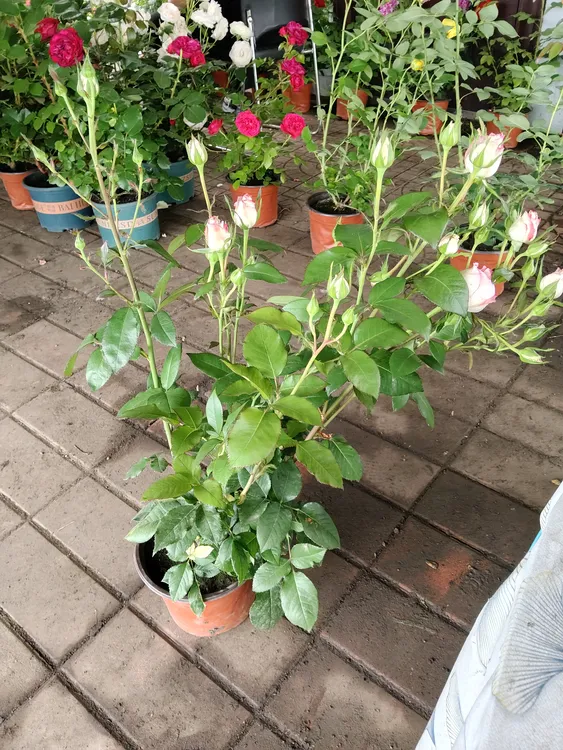 爱莎玫瑰月季玫瑰花多头花卉盆栽阳台天荷庭院四季开花植物带刺