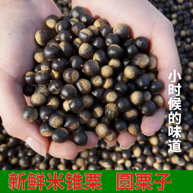 【山货】湖南米锥栗新鲜毛栗子粉糯甘甜刺锥带壳板栗坚果圆珠子包邮