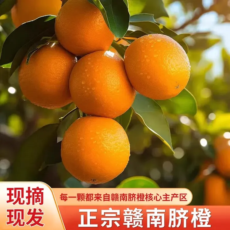 【花皮果 带枝带叶发】正宗江西赣南脐橙一箱10斤装寻乌果园直发