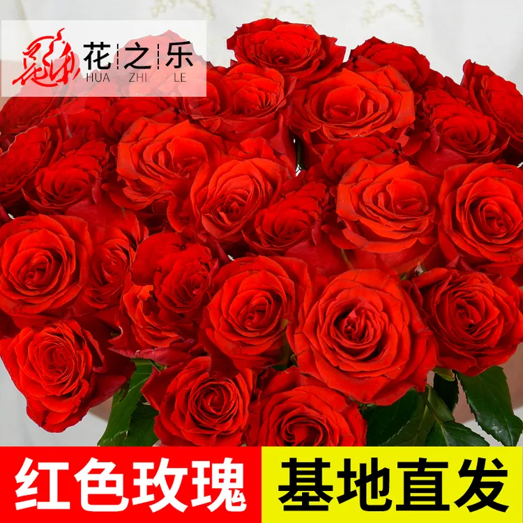 云南基地直发红玫瑰百合花向日葵组合鲜花混搭水养家庭插花办公室
