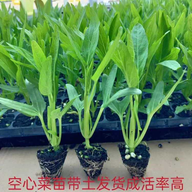 三叉空心菜苗大叶柳叶空心菜苗春秋四季带土球秧苗盆栽庭院易种植