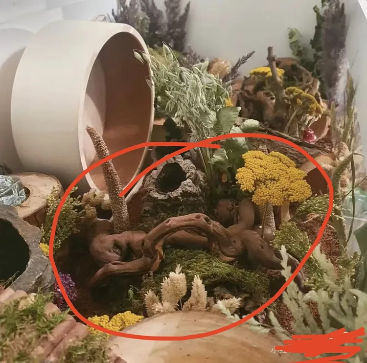 仓鼠隧道造景钻洞金丝熊实木管道树筒天然木树洞动物隧道葡萄藤