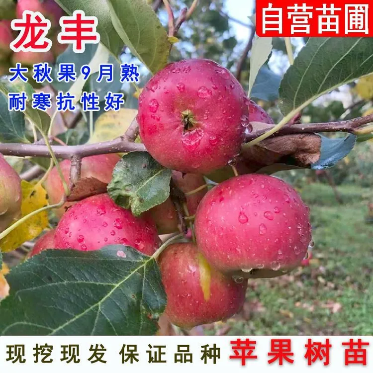 东北龙丰果树果苗小苹果树果苗嫁接耐寒大秋果沙果脆甜南北方种植