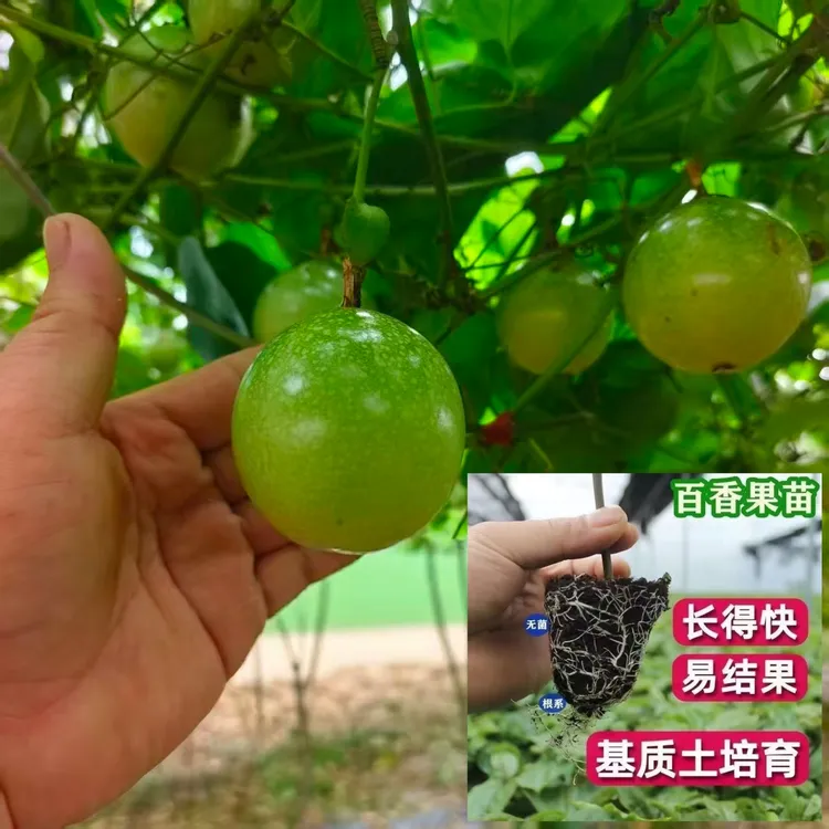 特大纯甜钦蜜9号黄金百香果树苗嫁接苗爬藤当年四季结果阳台盆栽