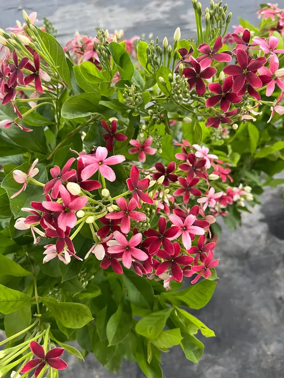 使君子耐高温 浓香花卉盆栽水君子四季植物庭院阳台花园开花
