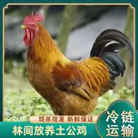 【小邢】 农家放养黄脚土公鸡 肉质鲜嫩 4只净重10斤