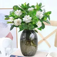 新款【水培栀子花】盆栽花卉植物阳台绿植客厅摆放浓香型四季好养