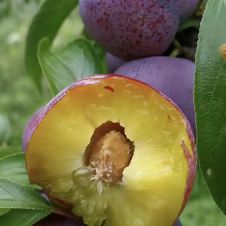 贵州高山新鲜现摘脱骨脆红李当季水果脆甜多汁