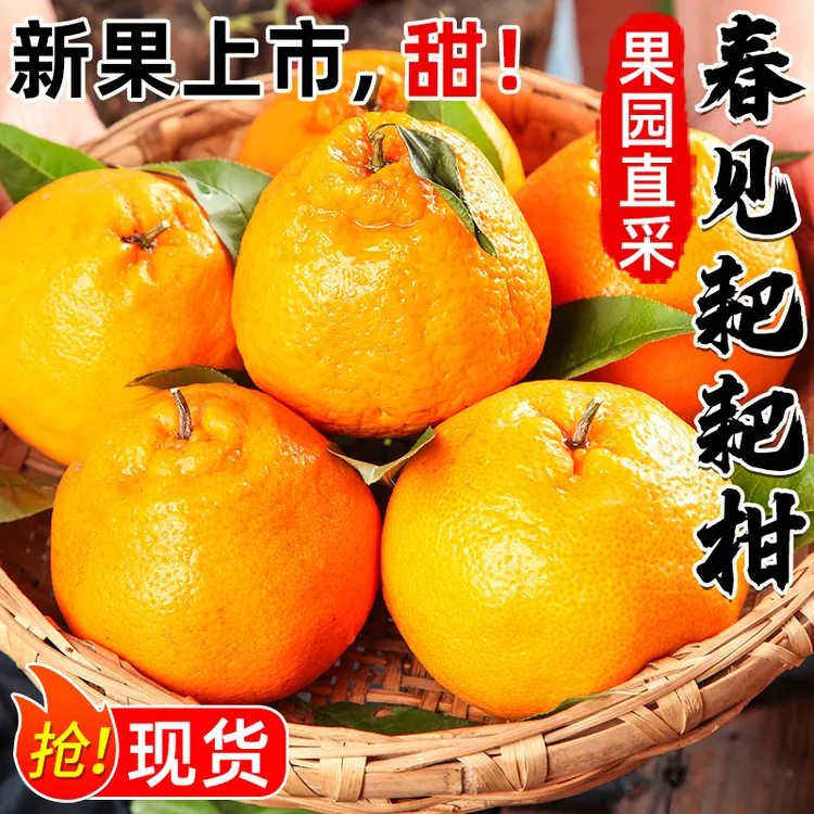 【开园首发】四川春见耙耙柑 新鲜采摘 产地直供