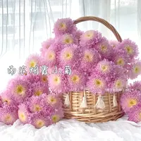 【南农烟霞】小菊不包邮一个运费任意拍  云南鲜花基地直发