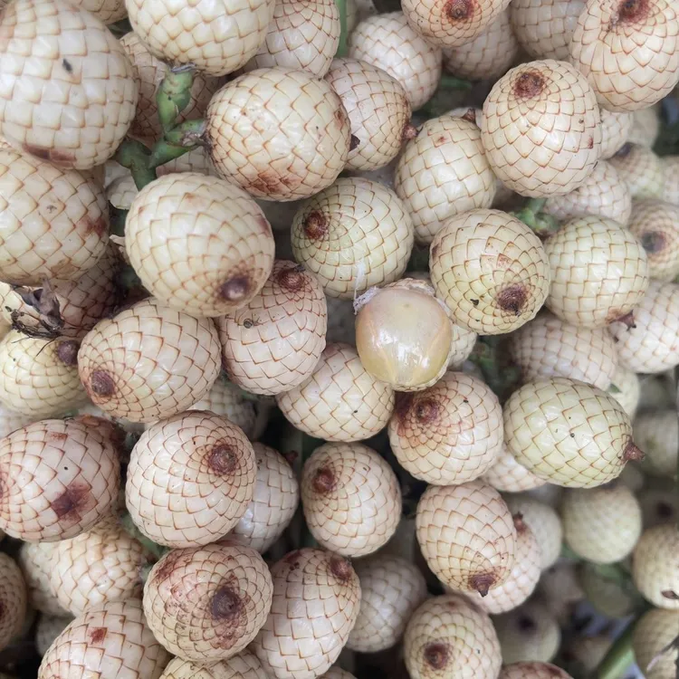 云南野生蛇皮果新鲜采摘藤蔑果酸比柠檬酸孕妇水果奇葩网红果