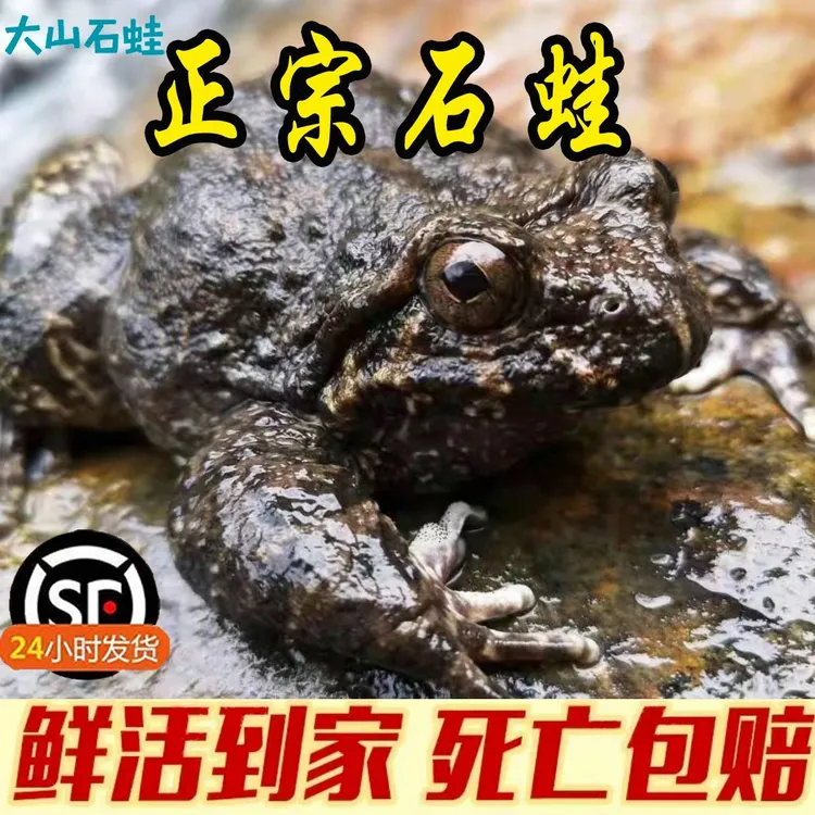 中益石蛙 3年蛙龄石鸡岩蛙滋补佳品喝山泉水食黄粉虫生态养殖