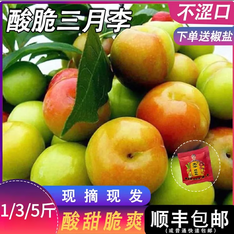 正宗钱排三月李酸脆爽口现摘新鲜三华李