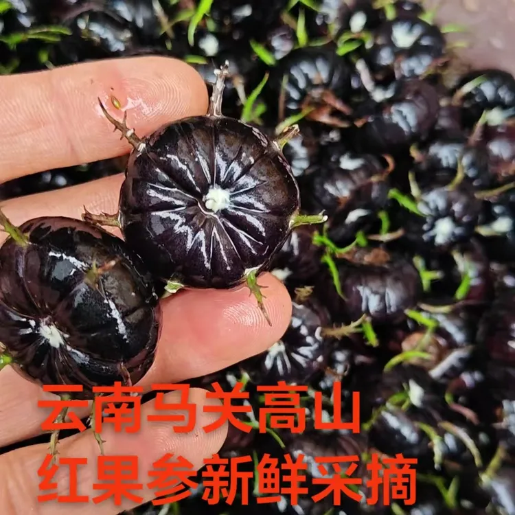 正宗云南高山红果参果肉细腻汁多新鲜现摘当季水果蜘蛛果算盘果