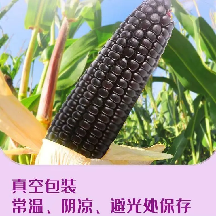 【畛棒】新鲜黑糯玉米富含花青素真空包装200g*12根