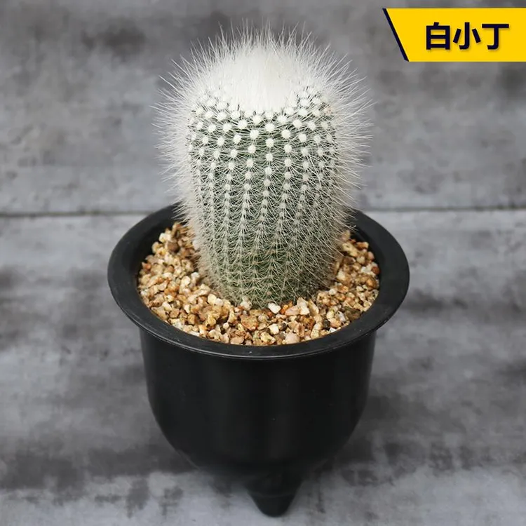 白小丁 实生仙人球趣味软毛不扎手开花仙人掌多肉植物桌面防辐射