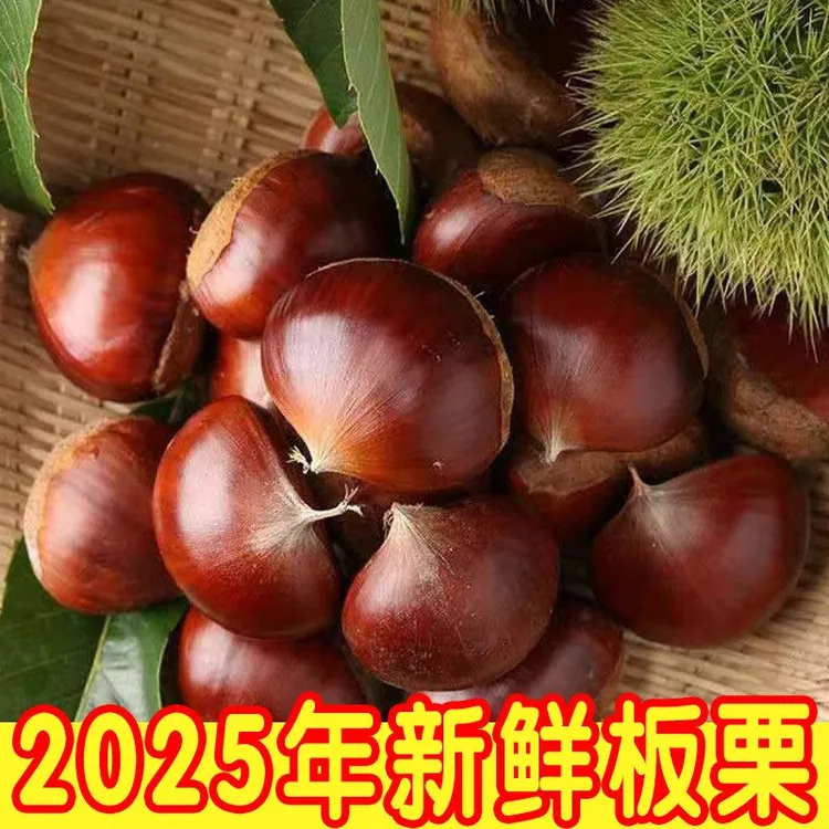 红安 高山老树新鲜带壳板栗粉糯香甜可蒸烤煎煮