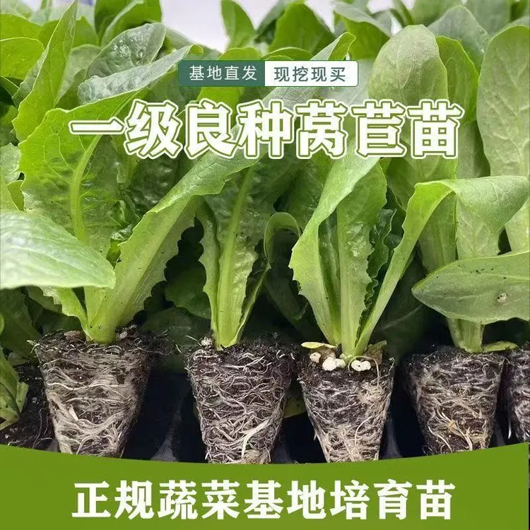青皮红皮莴笋苗带土发货秋冬耐寒蔬菜秧苗适合盆栽