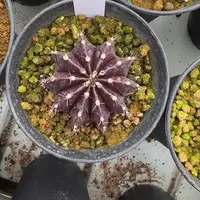 64-0225黑寡妇脱土发多肉