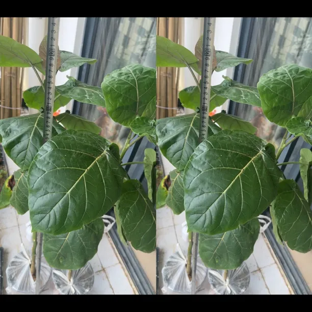 云南树番茄超级大树1米高拿回家种植三个月就能开花结果盆栽 阳台