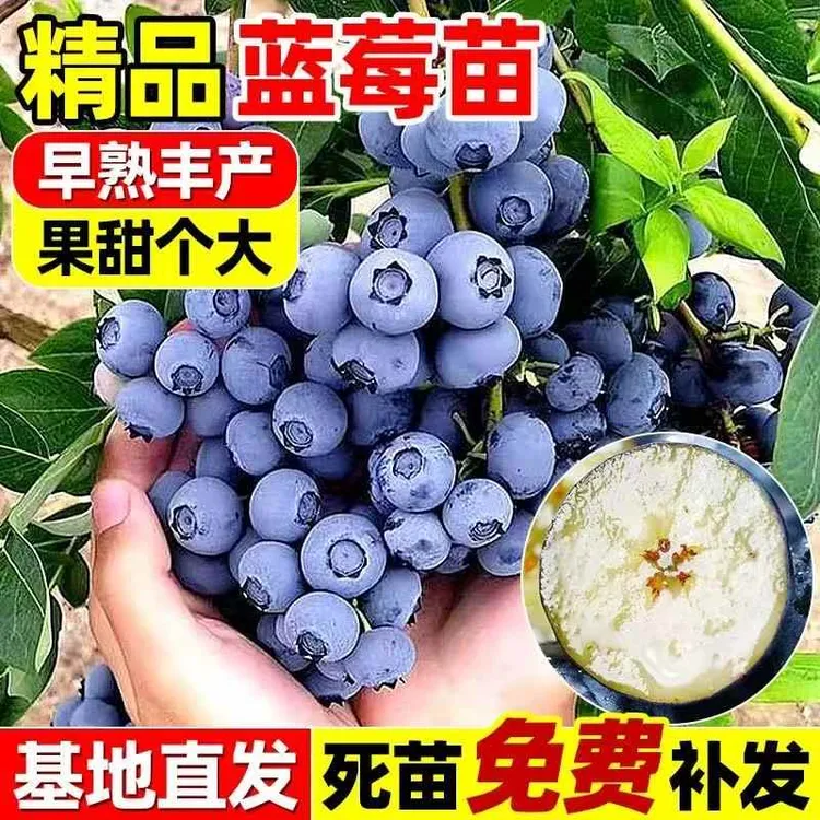 当年结果蓝莓树果苗带果特大号绿宝石南北方阳台种植盆栽大果树苗