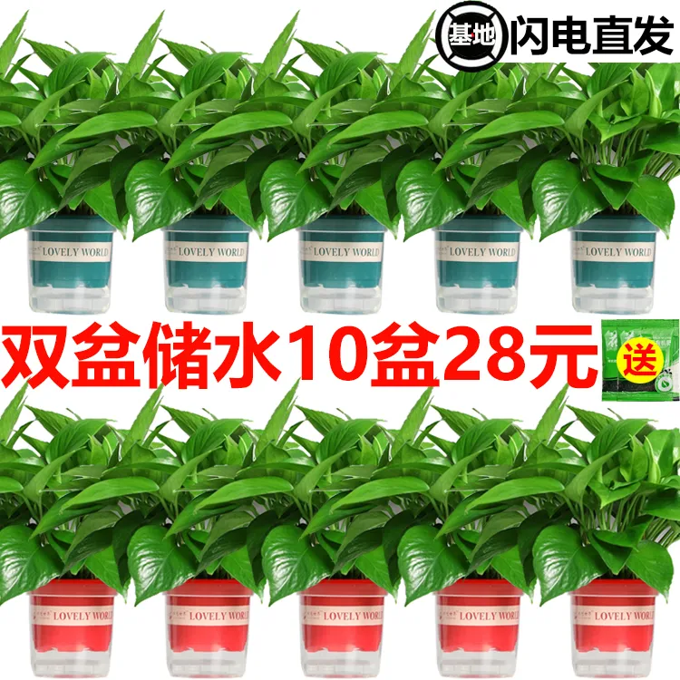 绿萝盆栽客厅除甲醛净化空气好养易活绿植物花卉吊兰绿箩批发商品图