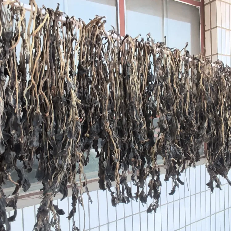 2025年新货干马齿苋整株野生包邮干马齿笕野菜马齿草马齿菜长寿菜