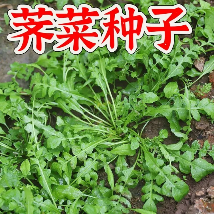 【大叶荠荠菜种子】荠菜籽清香鲜嫩阳台四季播盆栽特色蔬菜种子