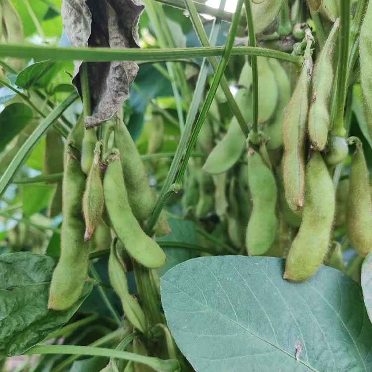 皖南露天农家肥种植蔬菜  顺丰包邮