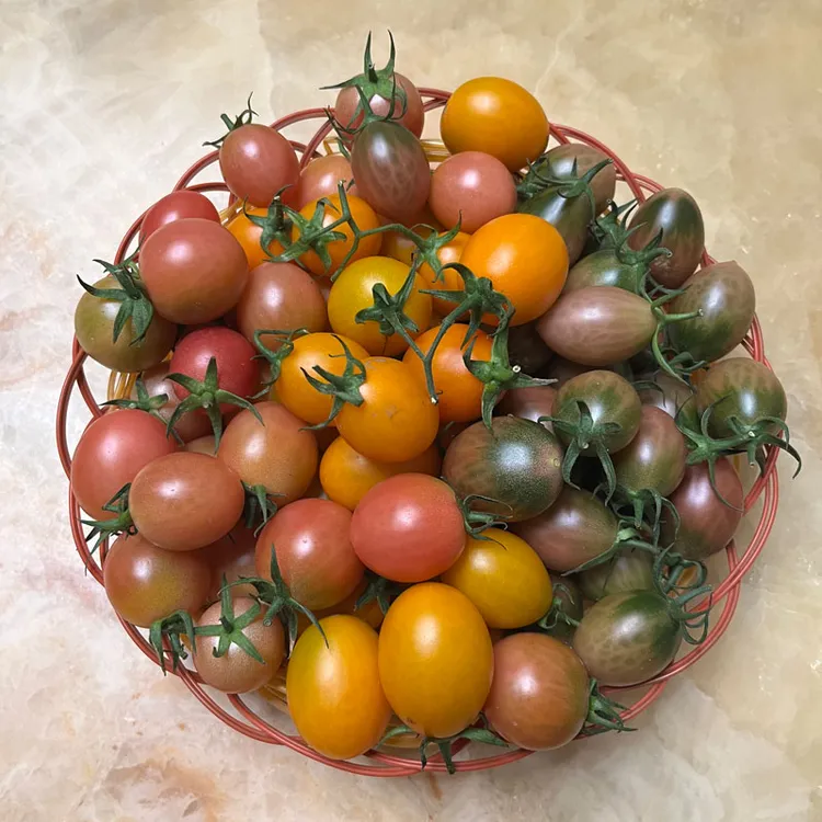 自家种植多色小番茄紫弹头黄色小西红柿千禧圣女果当季水果现摘