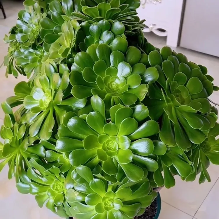 绿玫瑰法师绿羊绒法师绿法师多肉植物大颗多头防辐射净化空气绿植