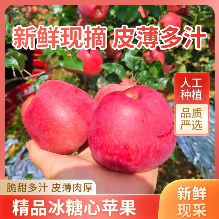 正宗昭通糖心红富士苹果冰糖心新鲜脆甜多汁产地直发坏果包赔