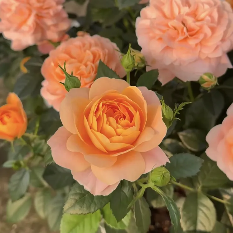 【果汁阳台】橙色系浓香大花盆栽阳台庭院四季开花月季玫瑰花玫瑰