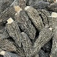 靓剪柄羊肚菌 肉厚无沙 特价新货菌味醇厚4-7公分
