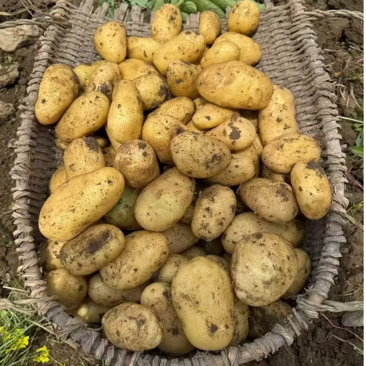 2025年新洋芋黄皮黄心土豆贵州高山黄皮洋芋农家种植洋芋小土豆