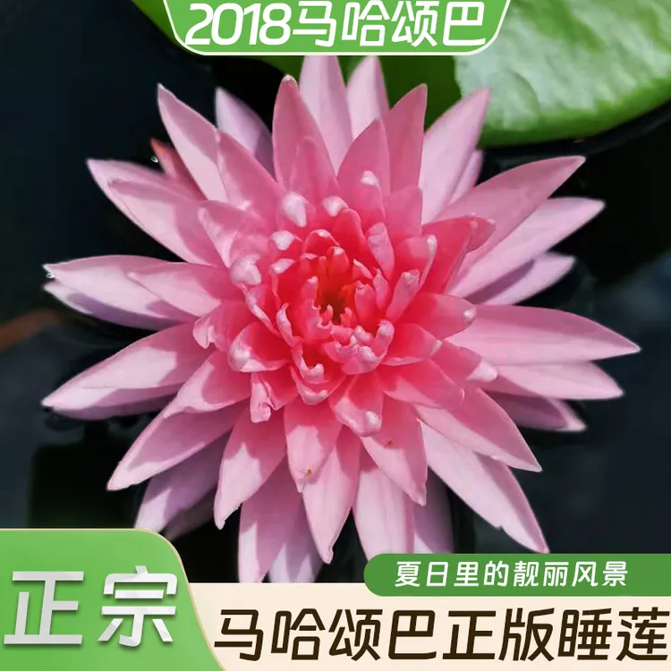 当季新品正宗马哈马哈颂巴正版大型睡莲夏日里的靓丽风景