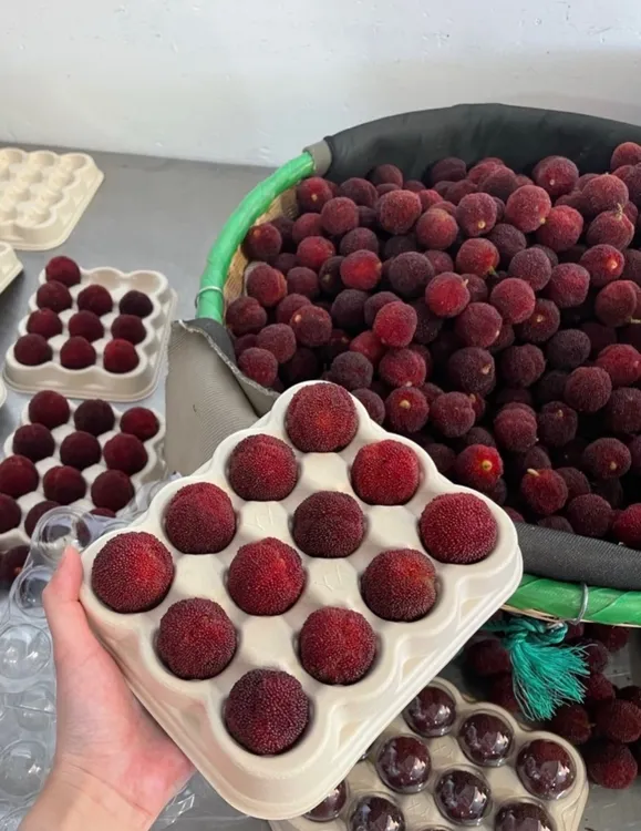 【礼盒装装】仙居东魁杨梅60/80颗 产地直发