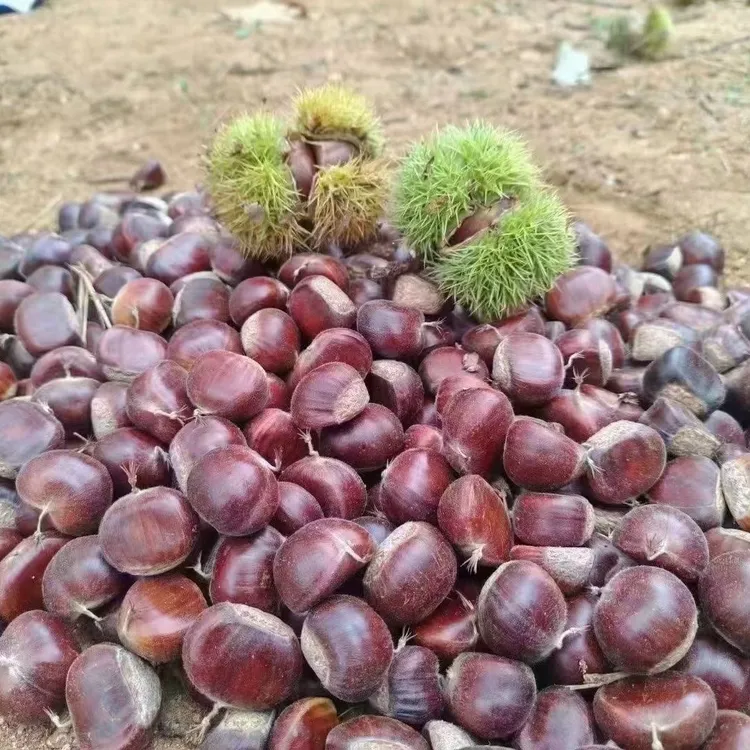 【野生板栗】新鲜现摘粉面香高山老树生板栗
