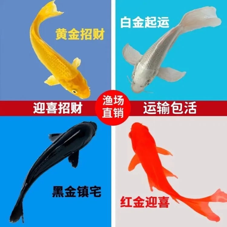 纯种四色锦鲤鱼活体冷水淡水鱼苗活体小型观赏鱼好养耐活包邮包损