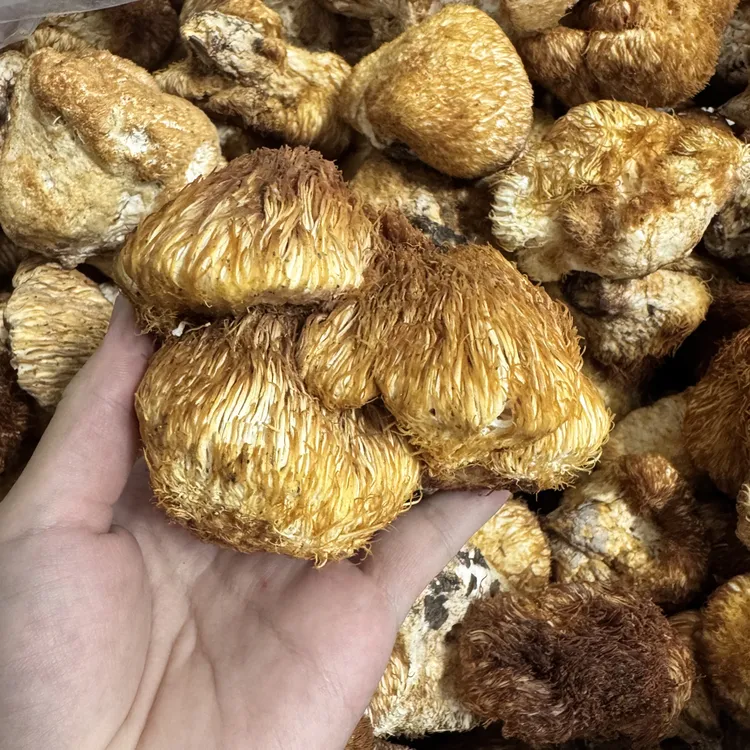 黑龙江纯野生猴头菇（假一赔十）干品250g自然晾晒